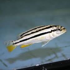 Black And Yellow Fish Freshwater Melanochromis Auratus Small That Fish Place Cichlid Aquarium African Cichlid Aquarium Cichlids