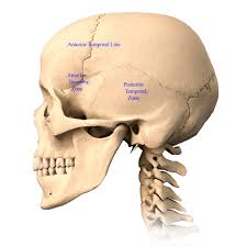 They don't move and united into a single unit. Skull Anatomy Terminology Dr Barry L Eppley