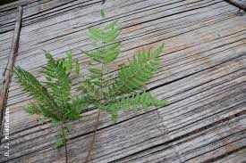 Image result for Pteris tripartita