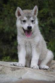 Tamaskan Club Of America- Home Tamaskan Dog Tamaskan Puppies Puppies