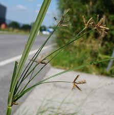 Image result for Cyperus longus