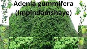 Image result for Adenia gummifera