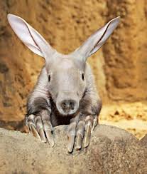 An aardvark baby stares into the camera, | Tierpark berlin, Ungewöhnliche  tiere, Tiere