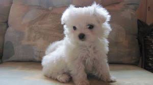 Kijiji Ca Bichon Maltais Longueuil Rive Sud Chiens Chiots A Vendre Kijiji Longueuil Rive Sud Canine Dogs Pets