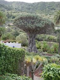 Drachenbaum Auf Teneriffa Teneriffa Schone Orte Drachenbaum