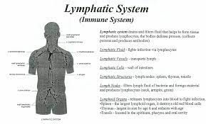 Lymphatic System Jpg 1 838 1 112 Pixels Lymphatic System Lymph Massage Lymphatic