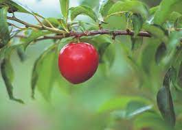 Find details on the state of tennessee fruit, the tomato. The Best Fruit Trees For Tennessee Hunker Growing Fruit Trees Growing Tree Fruit Trees In Containers