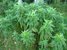 Image result for Dissotis princeps