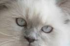 Himalayan Kittens For Sale In Virginia