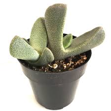 All you need to know about growing cactus plants from seed, for the perfect house plant display. House Plant Split Rock Succulent Unique And Unusual Indoor Plants For Your Home Decor Jaydeemahs Com