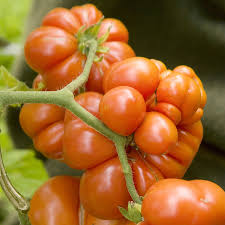 Lycopersicon Lysopersicum Reisetomate Traveler S Tomato Tomato Plants Fruit