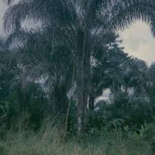 Image result for Raphia rostrata