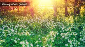 музыка для сна тело и душа музыка для релаксации Uspokaivayushaya Muzyka Dlya Sna Horoshaya Muzyka Onlajn Dlya Meditacii Relaksacii I Lecheniya Nervov Youtube