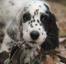 Black And White English Setter Dog Face English Setter Puppies Setter Puppies English Setter