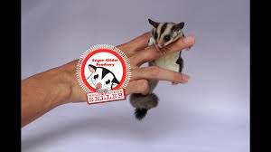 Perbedaan Sugar Glider Jantan Dan Betina Male And Female Difference English Sub Youtube