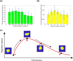 We did not find results for: Tuning Cell Motility Via Cell Tension With A Mechanochemical Cell Migration Model Biorxiv