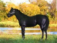 Maybe you would like to learn more about one of these? Horses For Sale Black Horses In Texas Dreamhorse Com