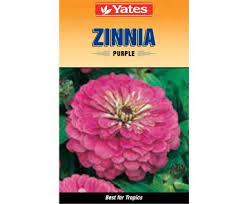 Yates Purple Zinnia Flower Seeds Zinnias Purple