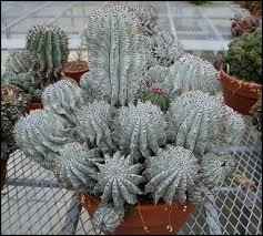 At the cactus & succulent society show & sale. Washington Dc Cactus Club