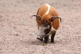 Download iate, european union, 2017. Pinselohrschwein Farbenprachtiges Afrikanisches Wildschwein