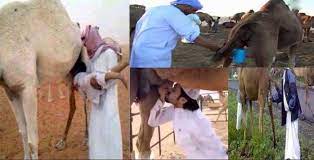 The world health organisation has warned against drinking camel urine as it attempts to limit the latest outbreak of middle east respiratory syndrome (mers). Camelurine Hashtag On Twitter