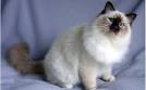 Jahaad | Birman Breeder in Warrenton, VA