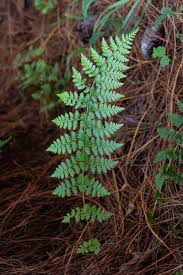 Image result for Athyrium schimperi