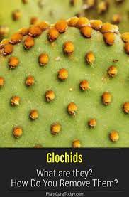 Boy can i relate to this and i know exactly how you feel. What Are Glochids What Can You Do About Them