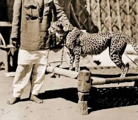 How India's Last Asiatic Cheetahs Were Used For Hunting By the British, the Mughals and the Rajputs