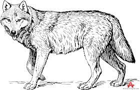 Wolf head vector drawing, wolf face drawing sketch, wolf head in black and white. How To Draw A Black And White Wolf Baby Wolves Drawings Easy A New Animal Tutorial Is Uploaded Every Week So You Can Also Omit The Extra Shading For A
