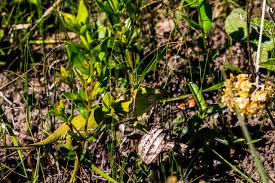Image result for Callilepis laureola