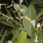 Image result for Teramnus uncinatus