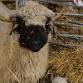 Farm Open Day for Everyone event in Hook
