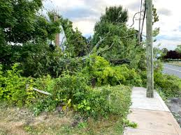 16 hermit ln, westport, ct 06880. Vulnerable Trees High Winds Other Factors Combined For Strong Storm Damage From Isaias Uconn Today