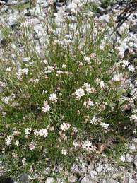 Image result for Kohautia cynanchica