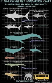 Megalodon Shark Size Vs A Great White Mosasaur Blue Whale