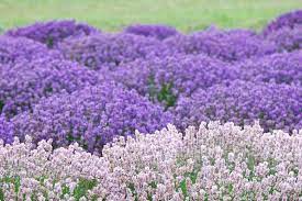 Compost aids, garden containers, foods & fertilizers How To Choose The Right Lavender