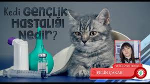 Kedinizi Evde Nasil Genel Muayeneden Gecirirsiniz Youtube