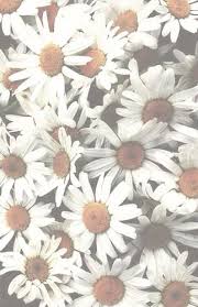 Daisy Flower Tumblr Wallpaper White Iphone 5s Wallpaper Tumblr Iphone Tumblr Backgrounds
