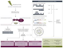That's because right now there is no early detection test available for ovarian cancer, which means most cases are diagnosed at the later, more severe stages 3 and 4. Esmo Recommendations On Predictive Biomarker Testing For Homologous Recombination Deficiency And Parp Inhibitor Benefit In Ovarian Cancer Annals Of Oncology