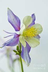 Maybe you would like to learn more about one of these? Colorado Rocky Mountain Columbine Photograph By James Bo Insogna