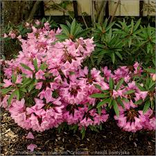Rhododendron Ponticum Graziella Azalia Pontyjska Rhododendron Garden Plants Plants