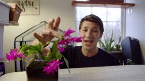 Learn how to tell the difference between christmas cactus and thanksgiving cactus (the two most common holiday cactus varieties), and get tons of tips for. How To Make A Christmas Cactus Bloom Youtube