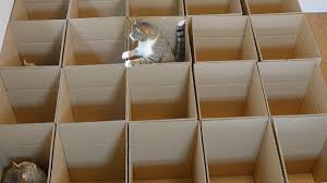 We did not find results for: Nine Cats Playing In Twenty Cardboard Boxes