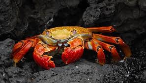 It is estimated that 38% of teenage boys experience a wet dream before learning what it is. Dreams About Crabs Meaning And Interpretation