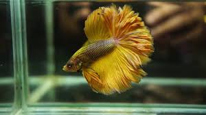 This betta that would make a great candidate for a spawning project. Rare Live Betta Fish Male Super Mustard Perfect Rose Tail Halfmoon Hm 1292 Youtube