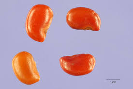 Image result for Stylosanthes guianensis