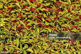 Image result for Excoecaria