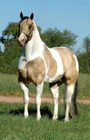 Black And White Paint Horses For Sale In Colorado Pin On Beautiful Horses