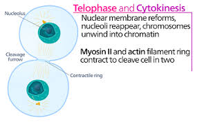We did not find results for: The Process Of Cytokinesis In Human Cells Study Com